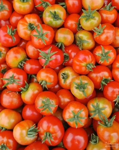 فروش گوجه فرنگی