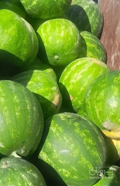 فروش هندوانه