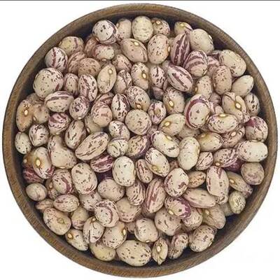 فروش لوبیا چیتی