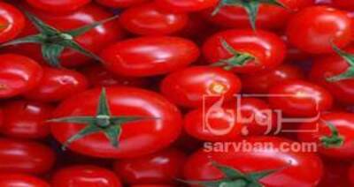 فروش گوجه فرنگی