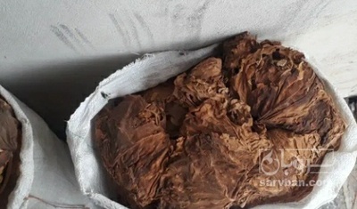 فروش تنباکو کوهی (گیاه‌ دارویی)