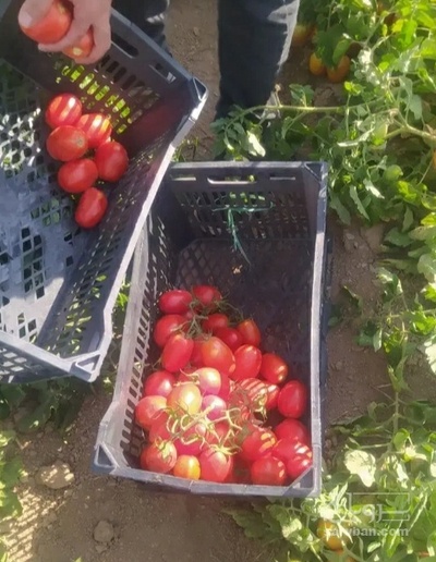 فروش گوجه فرنگی