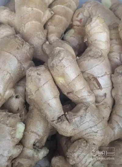 فروش زنجبیل (گیاه‌ دارویی)
