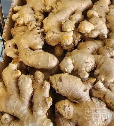 فروش زنجبیل (گیاه‌ دارویی)