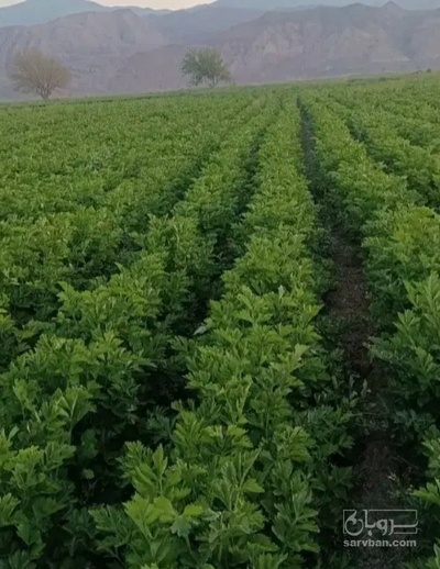 فروش کرفس