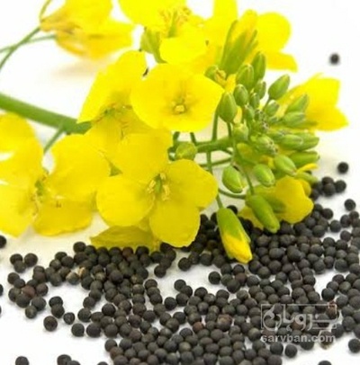 فروش کلزا