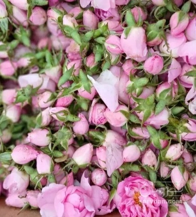 فروش غنچه گل محمدی (گیاه‌ دارویی)