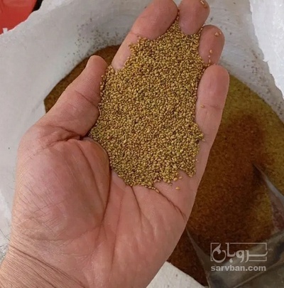 فروش بذر یونجه دیم