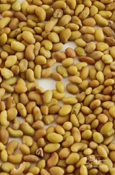 فروش بذر یونجه آبی