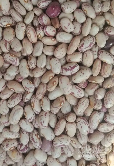 فروش لوبیا چیتی