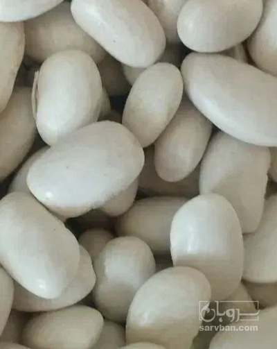 فروش لوبیا سفید