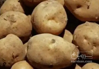 فروش سیب زمینی اگریا