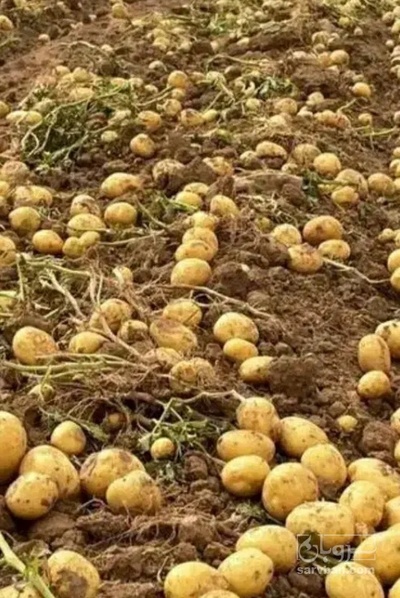 فروش سیب زمینی جلی