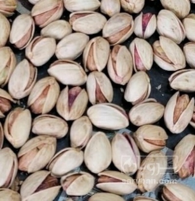 فروش پسته اکبری