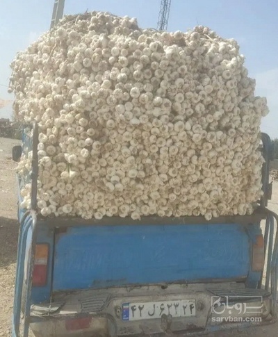 فروش سیر