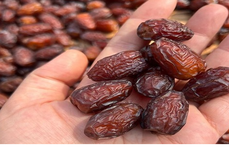 فروش خرما