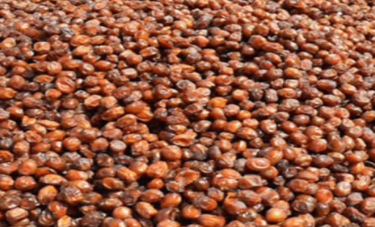 فروش خرما خاصویی