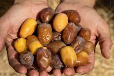 فروش خرما