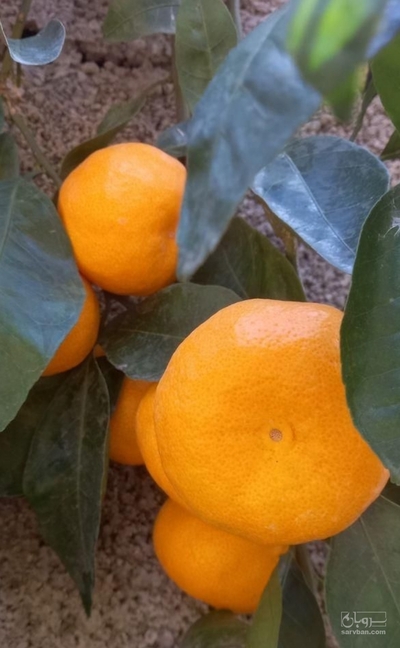 فروش نارنگی