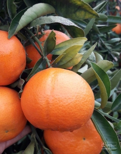فروش نارنگی