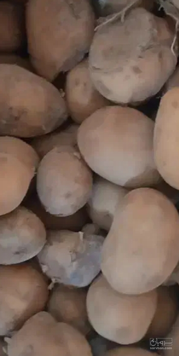 فروش سیب زمینی