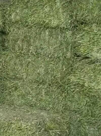 فروش یونجه