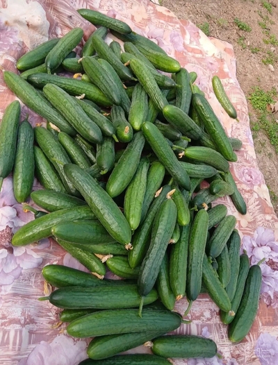 فروش خیار