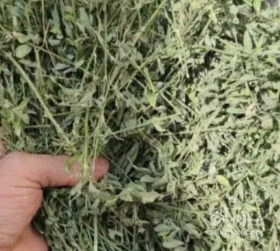 فروش یونجه