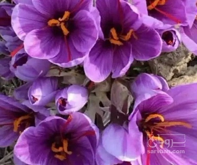 فروش زعفران (گیاه‌ دارویی)