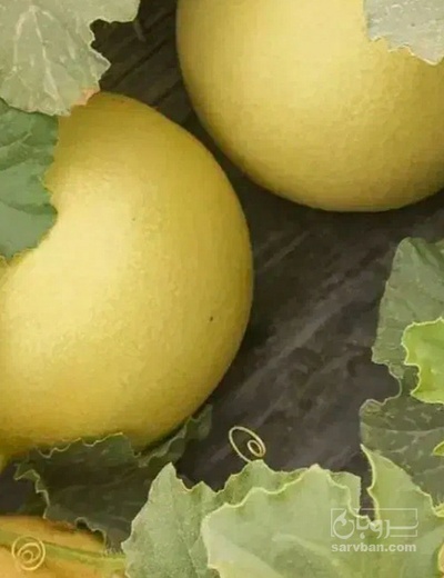 فروش خربزه