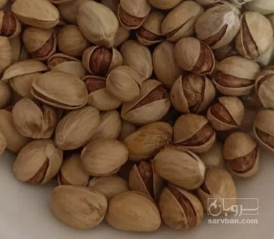 فروش پسته