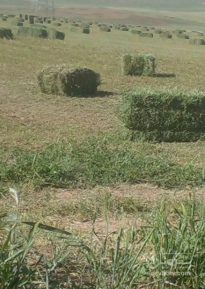 فروش یونجه