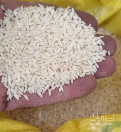 فروش برنج چمپا