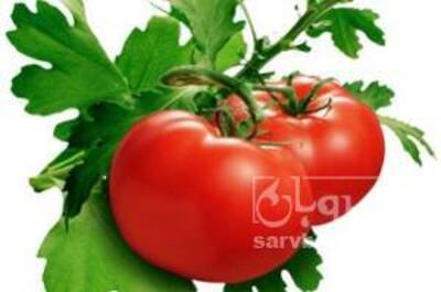 فروش گوجه فرنگی