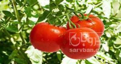 فروش گوجه فرنگی