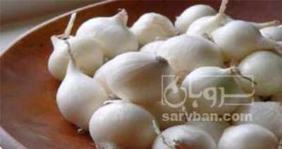 فروش پیاز