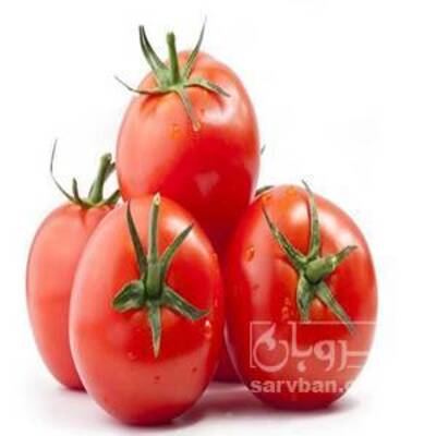 فروش گوجه فرنگی