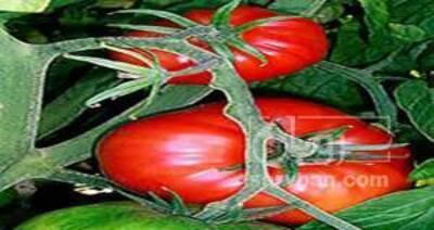 فروش گوجه فرنگی