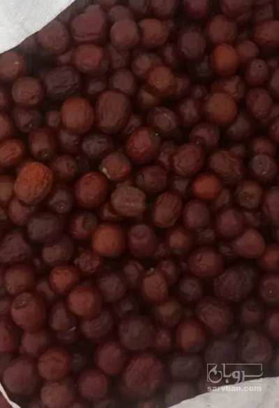 فروش عناب
