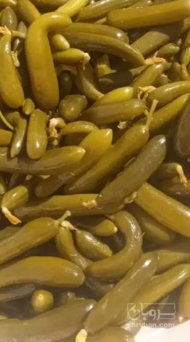 فروش خیار شور نول