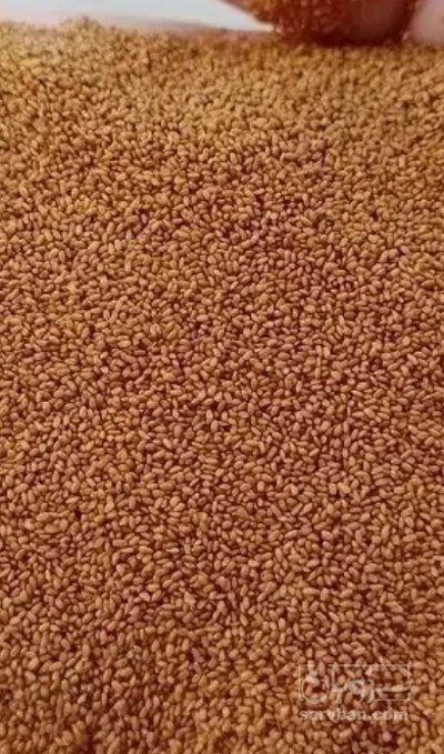 فروش خاکشیر (گیاه‌ دارویی)
