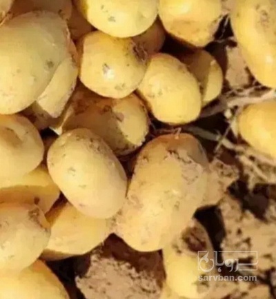 فروش سیب زمینی جلی