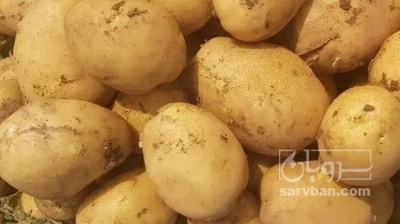 فروش سیب زمینی سیفرا
