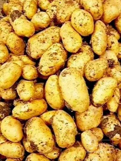 فروش سیب زمینی بامبا