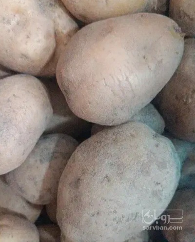 فروش سیب زمینی کلمبا