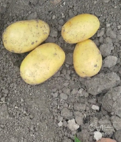 فروش سیب زمینی جلی