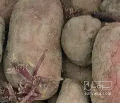 فروش سیب زمینی  بذری اگریا