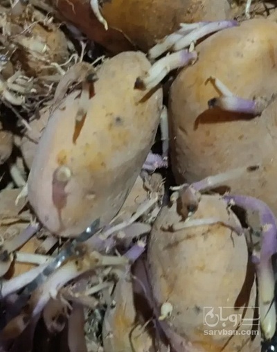 فروش سیب زمینی  بذری جلی