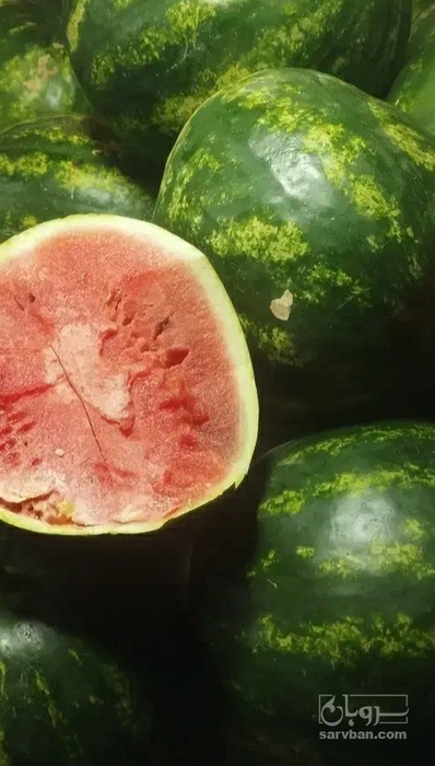 فروش هندوانه گرد