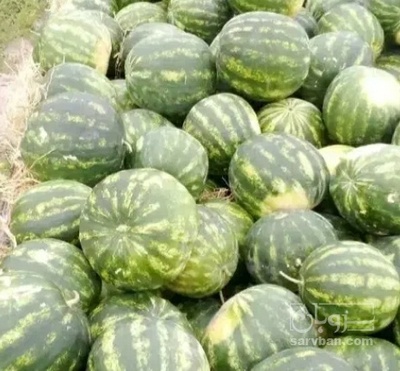 فروش هندوانه